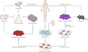 u61-Induced-Pluripotent-Stem-Cells