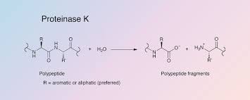 Proteinase K Market Report Forecasts Dynamic Growth Through 2035