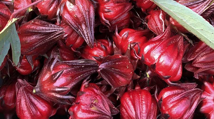 Global Edible Hibiscus Market is Projected to Reach USD 628 Million by 2030