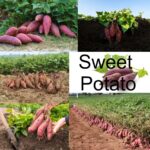 Sweet Potato Market Expands as Demand for Nutritious, Versatile Foods Surges Sweet Potato Market Expands as Demand for Nutritious, Versatile Foods Surges