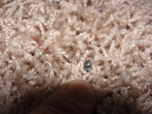 Screw sticking up out of carpet