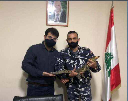 بالصور: ضبط بحوزة شخص تمساحاً وانواعاً من الحيوانات النادرة ضمن مكافحة التجارة الغير مشروعة