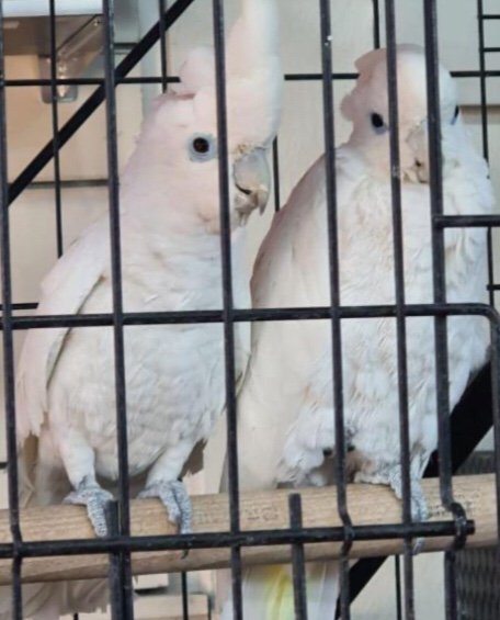 بالصور: ضبط بحوزة شخص تمساحاً وانواعاً من الحيوانات النادرة ضمن مكافحة التجارة الغير مشروعة