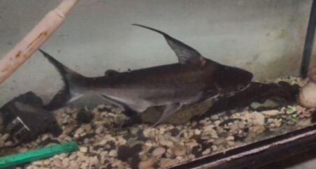 بالصور: ضبط بحوزة شخص تمساحاً وانواعاً من الحيوانات النادرة ضمن مكافحة التجارة الغير مشروعة