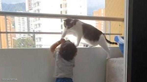 فيديو مؤثر.. قطة تنقذ طفلا من الموت 1 فيديو مؤثر.. قطة تنقذ طفلا من الموت