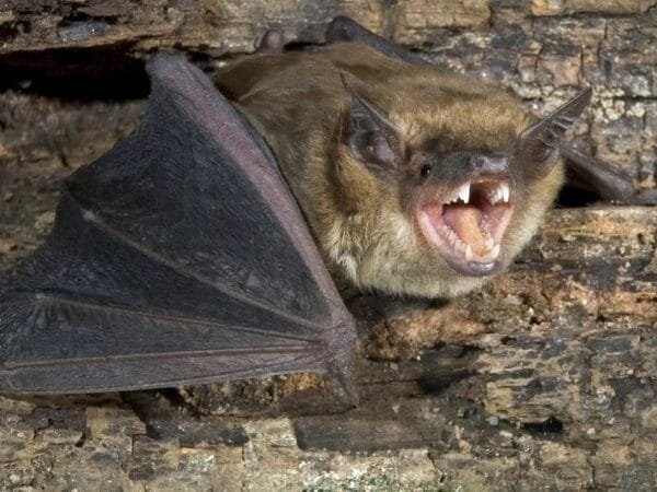 أول إصابة بشرية منذ عقود.. خفاش يتسبب في وفاة رجل بمرض نادر