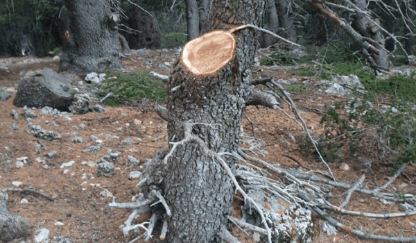 قطع أشجار أرز دهرية في محمية كرم شباط - القبيات