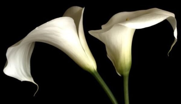 وزير سابق: مشهد عون وبري وميقاتي يشبه مجلس تقبل العزاء بوفاة الرئيس والاستقلال