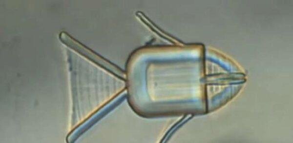 ابتكار جديد يعالج السرطان دون آلام.. «بيوصل الكيماوي مباشرة إلى الأورام» 1 ابتكار جديد يعالج السرطان دون آلام.. «بيوصل الكيماوي مباشرة إلى الأورام»