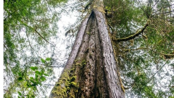 كيف أصبحت الأشجار في قلب معركة قضائية لسكان أصليين في كندا؟