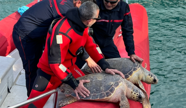 انقاذ سلحفاتين بحريتين عملاقتين علقتا بشباك الصيد قبالة مرفأ الدورة 1 انقاذ سلحفاتين بحريتين عملاقتين علقتا بشباك الصيد قبالة مرفأ الدورة
