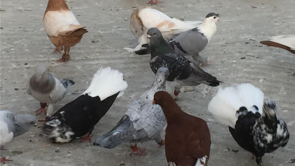 من المزادات إلى السلالات النادرة: جولة داخل عالم مربي الحمام في الأردن