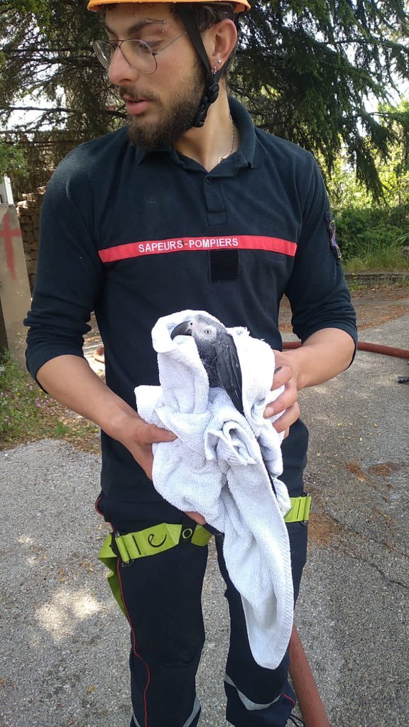 انقاذ ببغاء عالـق على شجرة في القليعات 1 انقاذ ببغاء عالـق على شجرة في القليعات