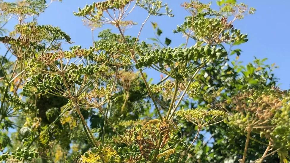 ما هي أخطر النباتات التي تهدد حياة الإنسان؟