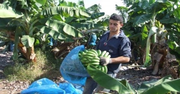 نقابة مزارعي الحمضيات في الجنوب: لحماية إنتاجنا الوطني بعدم إعطاء أذونات استيراد للأصناف المتوفرة