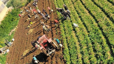 وزارة الزراعة تطلق دعوة لدعم البطاطا اللبنانية مع بدء موسم الحصاد