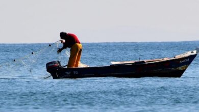 اصطياد القروش في طرابلس وبيعها يُشعل تحرّك وزارة الزراعة: محاضر ضبط بوجه المخالفين!