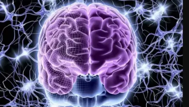 دراسة حديثة تكشف: الوعي ينشأ من الجزء الحسي في الدماغ وليس مركز التفكير