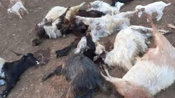 نفوق غامض للماعز في عكار ووزارة الزراعة تتحرك فوراً للتحقيق والكشف الميداني 1 نفوق غامض للماعز في عكار ووزارة الزراعة تتحرك فوراً للتحقيق والكشف الميداني