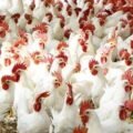 وزارة الصحة العامة تغلق محل دجاج مخالف في معركة