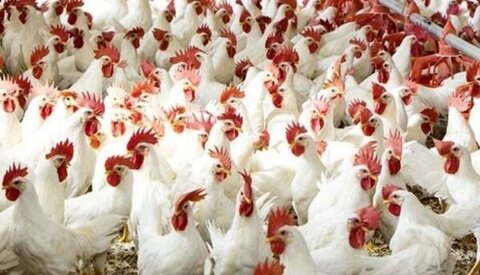 وزارة الصحة العامة تغلق محل دجاج مخالف في معركة 3 وزارة الصحة
