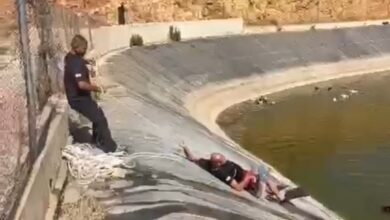 بالفيديو: إنقاذ ثعلب احتُجز في بركة زراعية في مجدل سلم