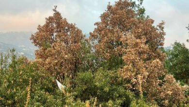 جمعية الأرض تحذّر من يباس أشجار السنديان في المتن وكسروان وجبيل والبترون وتدعو وزارة الزراعة للتحرك العاجل