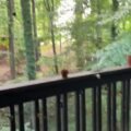 Video: Emory University Active Shooter Reported on Campus, Gunfire Heard