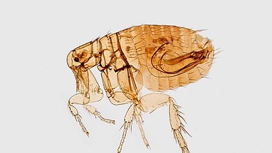 California Plague Case Confirmed Resident Tests Positive