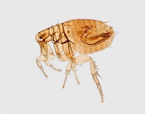 California Plague Case Confirmed Resident Tests Positive