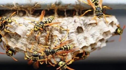 Radioactive Wasp Nest Found at Former Nuclear Site in South Carolina 1 Radioactive Wasp Nest