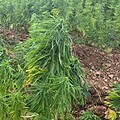 جدل سياسي حول تعيين مدير هيئة القنب الهندي: “أمل” تتمسّك بمرشح بقاعي شيعي