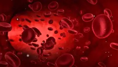 اختراق طبي: تحويل كلية بشرية من فصيلة A إلى O يفتح آفاقاً جديدة لزراعة الأعضاء