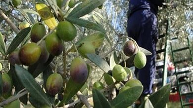 زيت الزيتون يواجه أخطر أزماته.. تحذيرات قاسية في اليوم العالمي