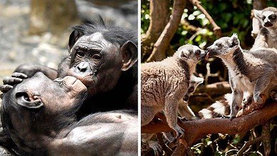 أول قبلة عمرها 21 مليون سنة وفق تقديرات العلماء