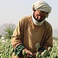 حظر زراعة الخشخاش في أفغانستان يهدّد الإنتاج العالمي من مخدّر الأفيون