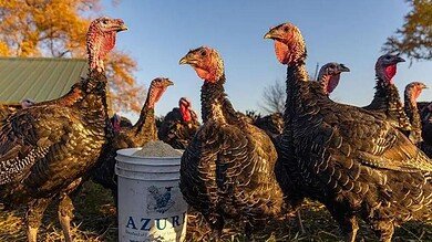 ما السيناريو المحتمل لتفشي إنفلونزا الطيور بين البشر؟