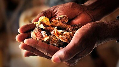 لماذا أصبح مخزون اللبان في العالم مهدداً بالنفاد؟