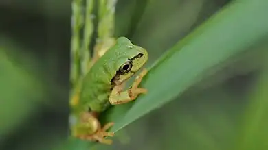 اكتشاف علمي واعد: بكتيريا من أمعاء ضفدع تقضي على الأورام السرطانية