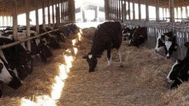 تهريب أبقار من سوريا يهدد الصحة العامة ووزارة الزراعة تتحرّك