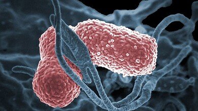 بكتيريا الأمعاء تكشف سر متلازمة السكر دون كحول