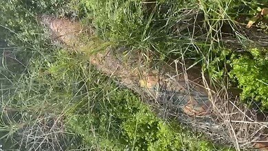 بالفيديو: العثور على  صاروخ غير منفجر من مخلفات الحرب في بلدة بيوت السياد