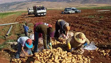 بيان لوزارة الزراعة بشأن استيراد البطاطا المصرية