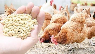 سموم فطرية تضرب قطاع الدواجن وتهدد الإنتاج الغذائي