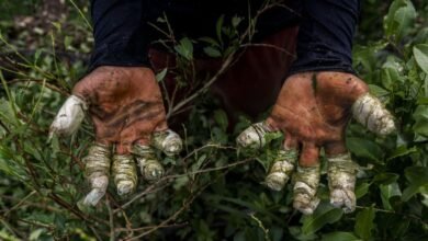 "فنزويلا تلعب دوراً أساسياً في تهريب المخدرات"، ما صحة اتهام ترامب هذا؟ #عاجل