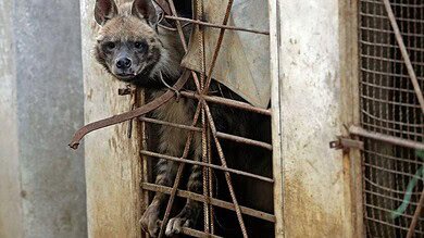 ضباع وذئاب وبنات آوى قرب البيوت في لبنان، ماذا جاءت تفعل؟ #عاجل