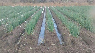 Japan Earthquake Video Shows Water Moving During Alert