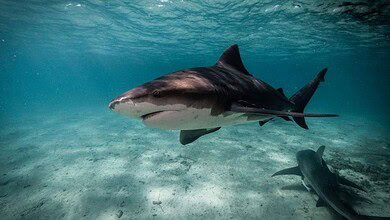 كيف أصبحت شواطئ شرق أستراليا "مثالية" لأسماك القرش؟ #عاجل