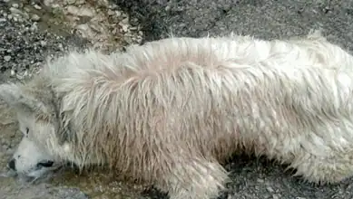 تحقيق مطلوب بعد تسميم جماعي طال حيوانات في ترتج