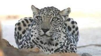 استوطن شبه الجزيرة العربية منذ 500 ألف عام.. قصة النمر العربي المُهدد بالانقراض #عاجل